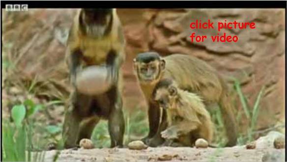 Capuchin nut cracking inidustry